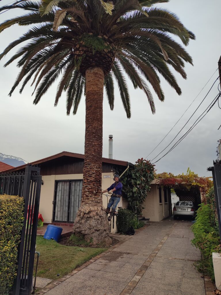 Poda de Palmera