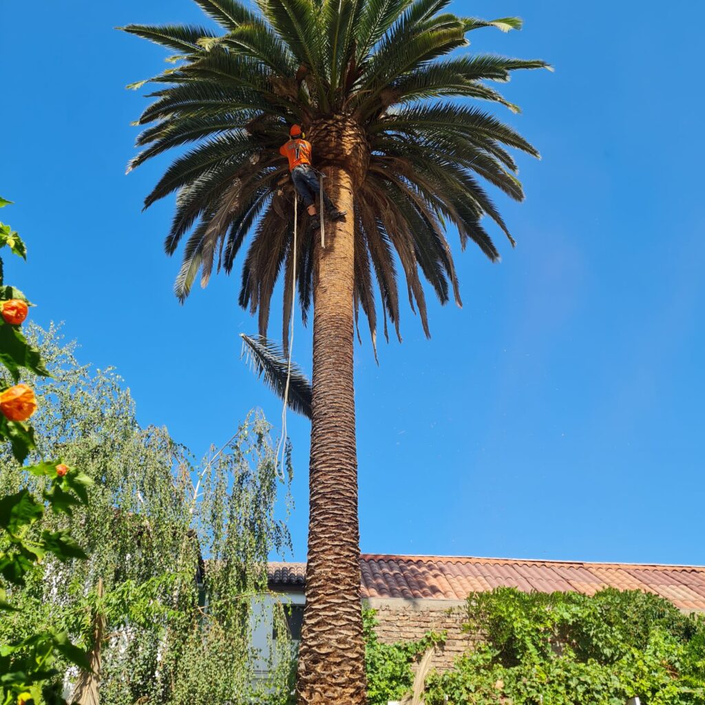 Poda de Palmera