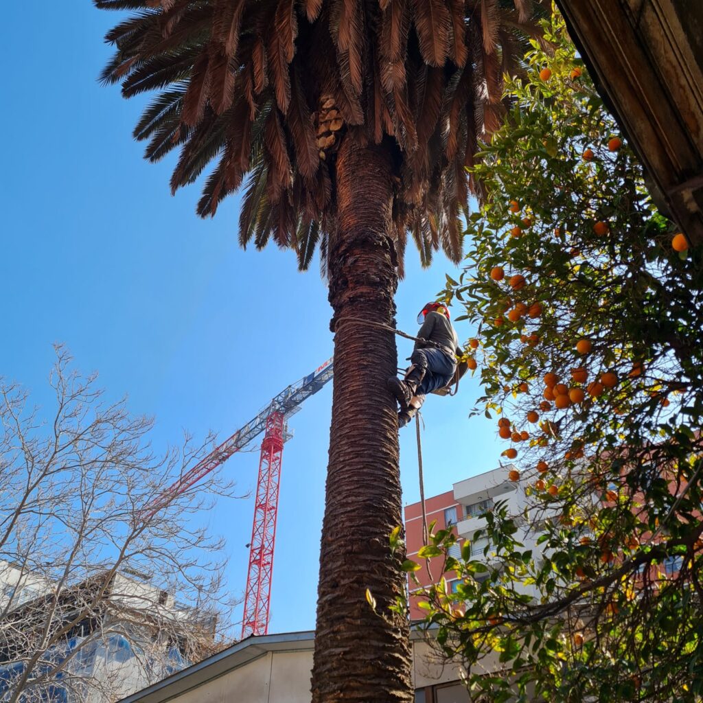 Palmera antes de podar